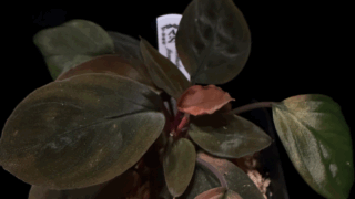 Homalomena sp. Sunshine BNN from Sibolga timur【AZ0225-9】