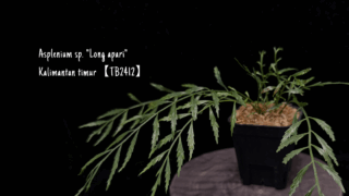 Asplenium sp. “Long apari” Kalimantan timur【TB2412】