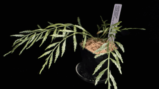 Asplenium sp. “Long apari” Kalimantan timur【TB2412】
