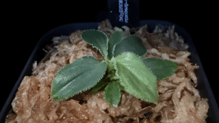 Homalomena cf. squamis-draconis from Riau Sumatera【HW0523-04】