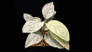 Homaromena sp. “Shirogane” SGR-DF from Pulau Lingga【HW0622-05】