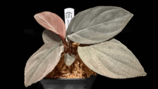 Homalomena humils from P.Lingga【AZ0824-3】