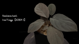 Homalomena humils from P.Lingga【AZ0824-3】