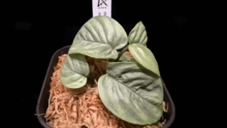 Homalomena sp. Aceh sumatera【LA1118-03】