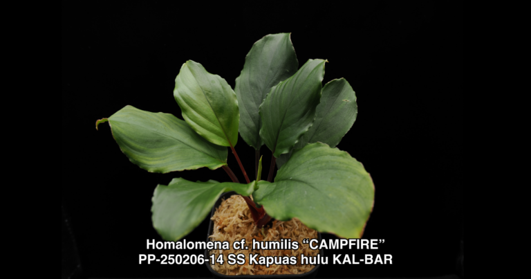 Homalomena cf. humilis "CAMPFIRE" PP-250206-14 SS Kapuas hulu KAL-BAR
