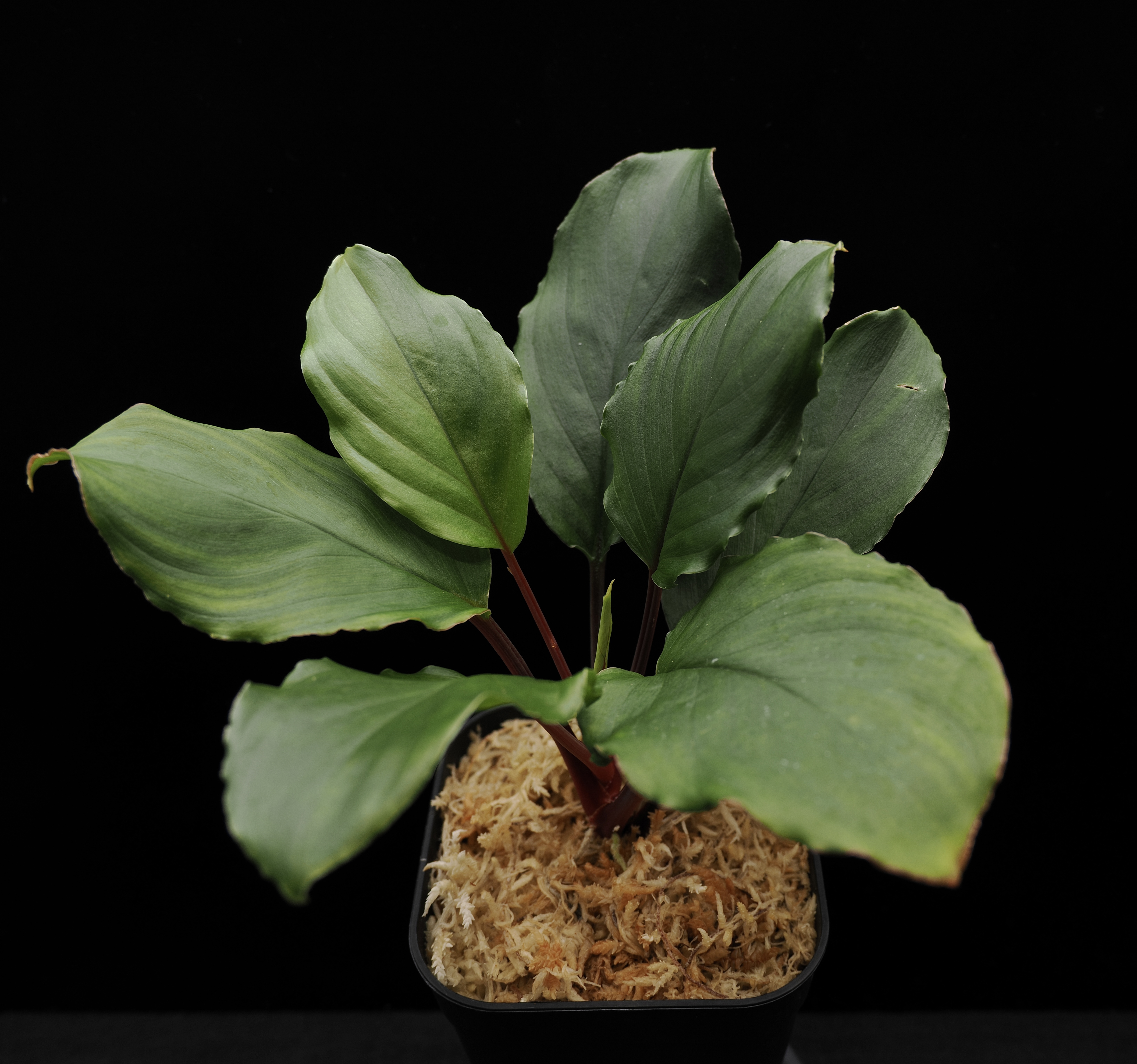 Homalomena cf. humilis “CAMPFIRE” PP-250206-14 SS Kapuas hulu KAL