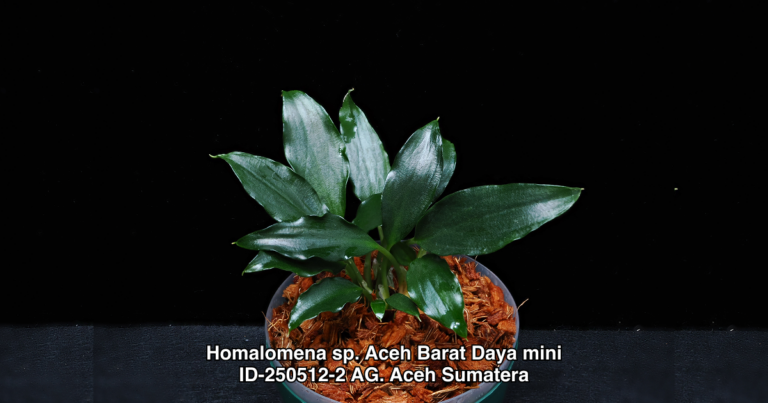 Homalomena sp. Aceh Barat Daya mini ID-250512-2 AG. Aceh Sumatera