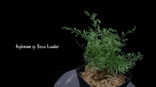 Asplenium sp. Bosco Ecuador
