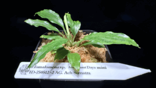 Homalomena sp. Aceh Barat Daya mini ID-250512-2 AG. Ach Sumatera