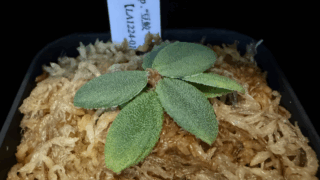 Homalomena sp. “豆鮫” Sumatra barat【LA1224-01】