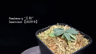 Homalomena sp. “豆鮫” Sumatra barat【LA1224-01】