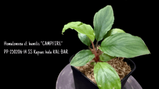 Homalomena cf. humilis “CAMPFIRE” PP-250206-14 SS Kapuas hulu KAL-BAR