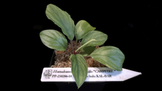 Homalomena cf. humilis “CAMPFIRE” PP-250206-14 SS Kapuas hulu KAL-BAR