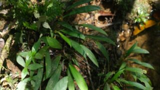 Homalomena sp.from Sibolga timur【AZ0525-4】