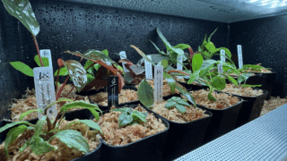 所持植物の一覧