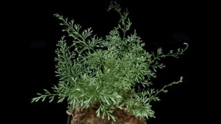 Asplenium sp. Bosco Ecuador