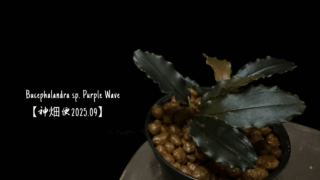Bucephalandra sp. Purple Wave【神畑便2025.09】