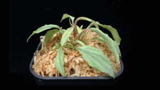 Homalomena sp. “月輪” Ache sumatera【LA0118-s1-2】