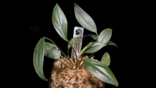 Homalomena cf. pyrospatha Riau Sumatera TK0425-3