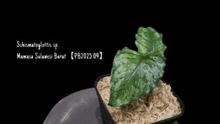 Schismatoglottis sp. Mamasa Sulawesi Barat【PB2025.09】