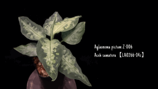 Aglaonema pictum Z-006 Aceh sumatera【LA0266-04z】