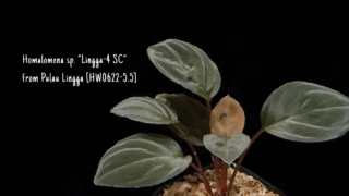 Homalomena sp. “Lingga-4 SC” from Pulau Lingga [HW0622-5.5]