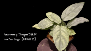 Homaromena sp. “Shirogane” SGR-DF from Pulau Lingga【HW0622-05】
