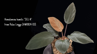 Homalomena humilis “SEL-A” from Pulau Lingga [HW0824-03]