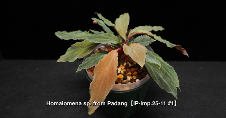 Homalomena sp. from Padang【IP-imp.25-11 #1】