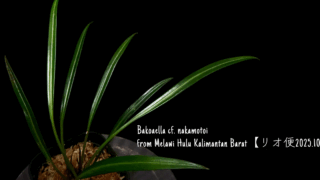 Bakoaella cf. nakamotoi from Melawi Hulu Kalimantan Barat【リオ便2025.10】