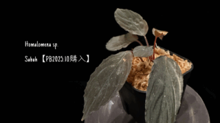 Homalomena sp. Sabah【PB2025.10購入】