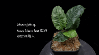 Schismatoglottis sp. Mamasa Sulawesi Barat 2025/9 (PB2025.10購入)
