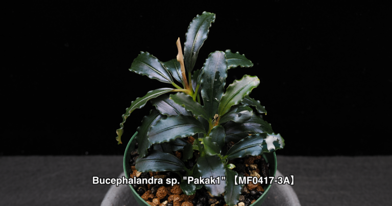Bucephalandra sp. "Pakak1"【MF0417-3A】