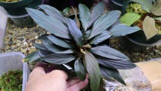 [濡烏] Homalomena sp. 