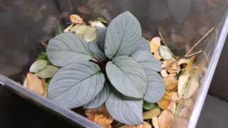 [月輪] Homalomena sp. 