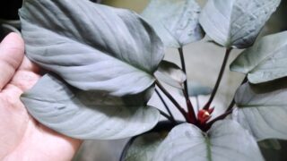 [AIG] Homalomena sp.【LA0622-04z】