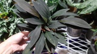 [LR] Homalomena sp.【LA0517-x-l】