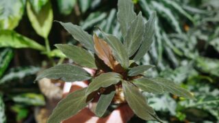 [PN] Homalomena sp.【LA0323-06z】