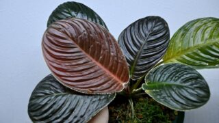 [赤丸] Homalomena sp. Riau sumatera【LA0518-01】