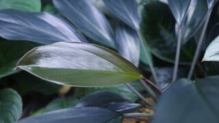 [RB] Homalomena sp.【LA0815-02】