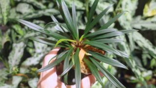 [1000] Homalomena sp.【LA0619-z-b】