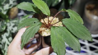 [RG] Homalomena sp.【LA0815-01】