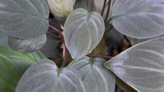 [鯖] Homalomena sp.【LA0220-z-02】