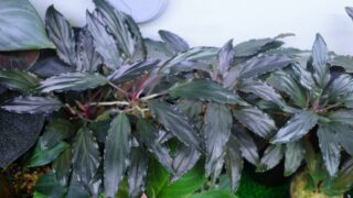 [KTV] Homalomena sp.【LA0022-04z】