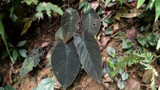 [黒兎] Homalomena sp. 