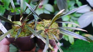 [伊-1] Homalomena sp.【S0518-02】