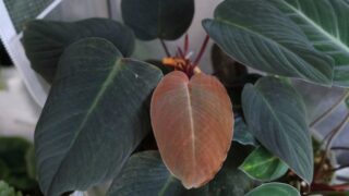 [JK] Homalomena sp.【LA0318-01】