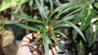 [HN] Homalomena sp.【LA0622-03】