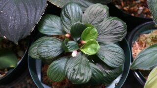 [皺ペタ] Homalomena sp.【LA0117-03】