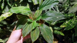 [似竜] Homalomena sp.【LA1119-02】